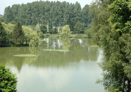 Photo of a fishing lake in the sunshine with tall trees lining the back edge