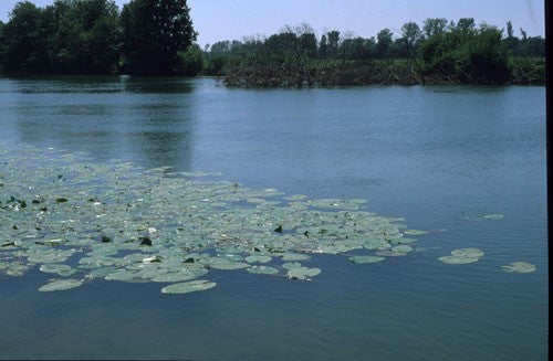 Image of lily pads in a lake
