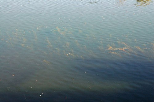 Image of weeds near to the top of the surface