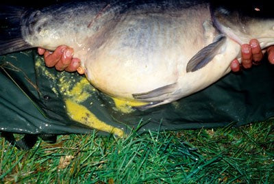 Image of a large carp being held by a fisherman
