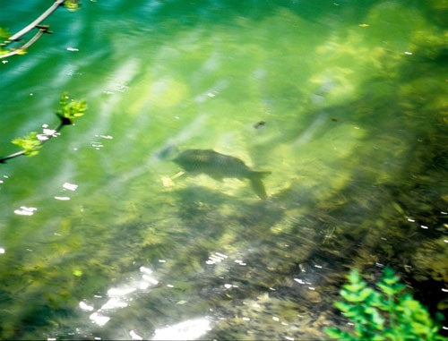 Photo of fishing lake with a carp near to the surface