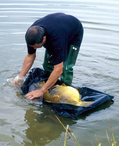 Image of Ken Townley landing a large carp