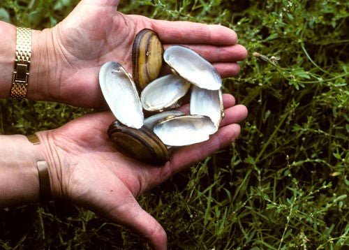 Photo of a pair of hands holding mussels