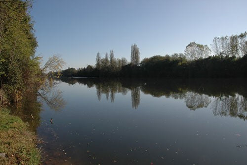 Image of a fallen branch in a lake