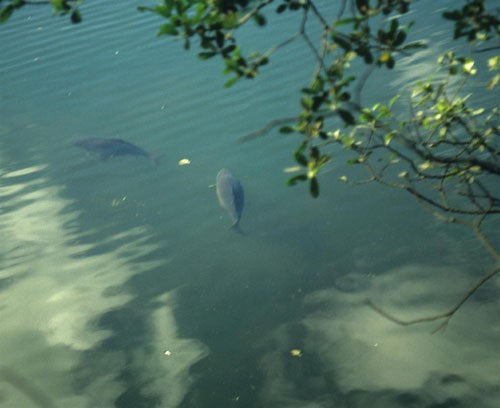 Photo of a fishing lake with two carp near to the surface