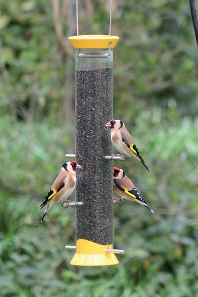 Image of three goldfinches eating niger seed from a niger feeder