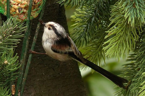 Image of a Long Tailed Tit in a bush