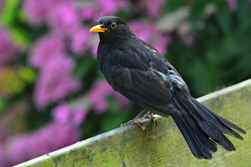 Image of a blackbird sat on a fence