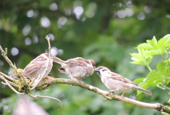 Image of three sparrows sat on a branch