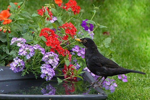Image of a blackbird stood on a bowl of water next to some summer flowers