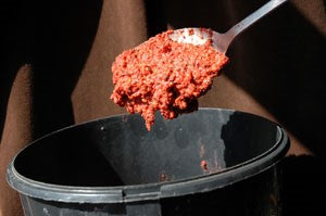 Photo of a black bucket with SuperRed bait being poured into it on a silver spoon