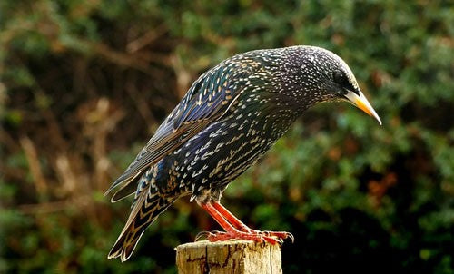 The Starling Bird