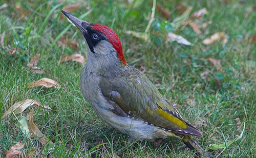 The Green Woodpecker