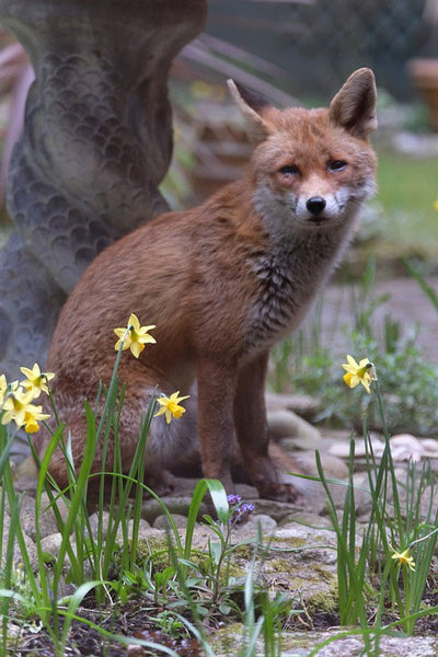 Image of a fox say amongst daffodils