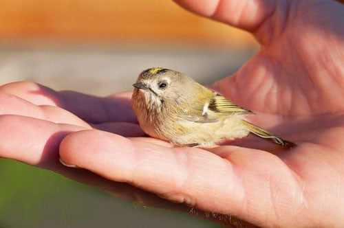 Image of a Goldcrest in a persons hand