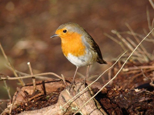 Image of a robin sat on a branch