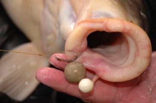 Photo of a carp's mouth with a hook in with a boilie attached