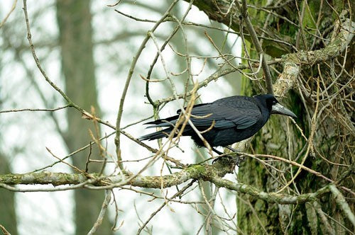 The Rook bird