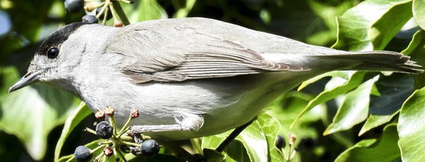 The blackcap bird