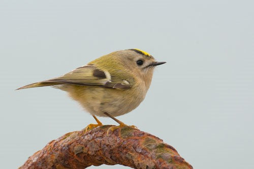 The Goldcrest bird