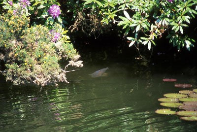Photo of fishing pond with carp at the surface