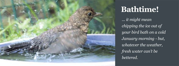 Image of a young blackbird having a bath