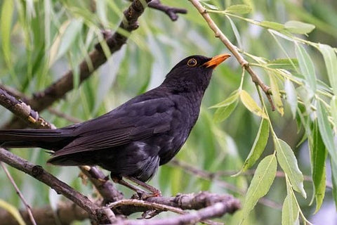 Image of a blackbird in a green bush