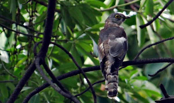 The Cuckoo bird