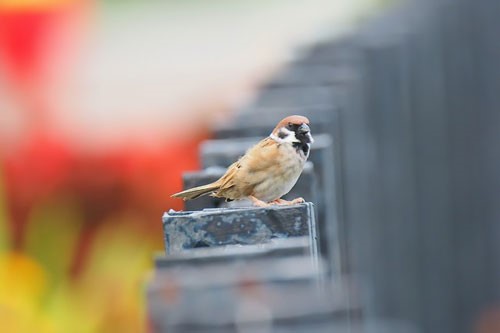 The Tree Sparrow