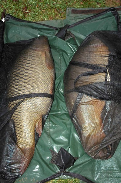 Image of two landed carp in a green fishing net