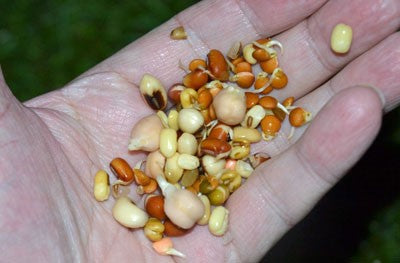 Image of a palm holding sprouted pulses and seeds