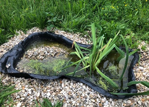 Image of a small pond with tall pond plants in