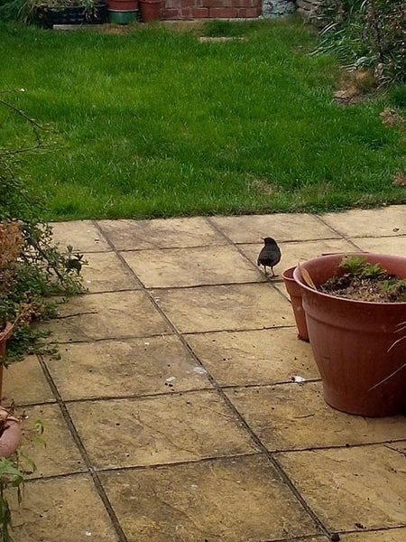 Image of a blackbird on a patio near a lawn