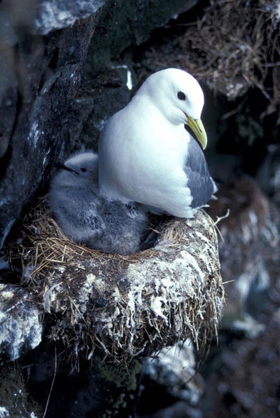 Mother and baby bird in nest.