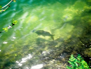 Image of a carp on the surface of the water