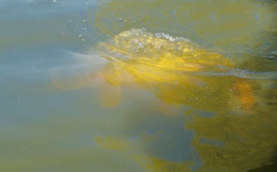 Image of a carp at the surface of a lake