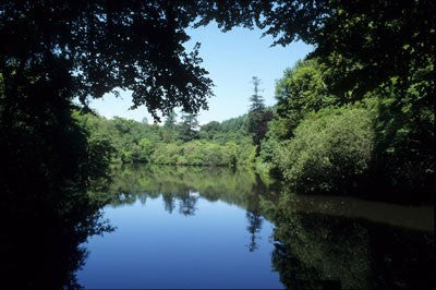 Photo of a fish lake surrounded by tall green trees