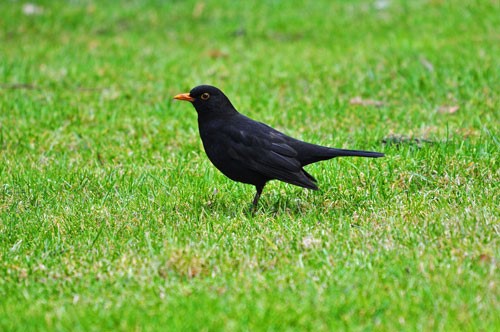 Image of a blackbird on a lawn