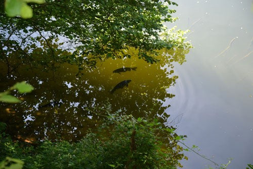 Photo or a clear fishing lake with two carp near to the surface