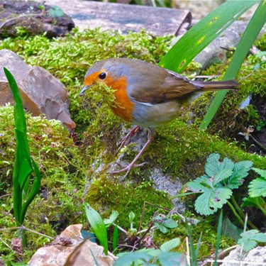 Image of a robin in a rockery