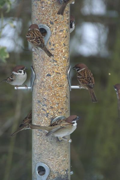 Image of sparrows feeding at a large seed feeder