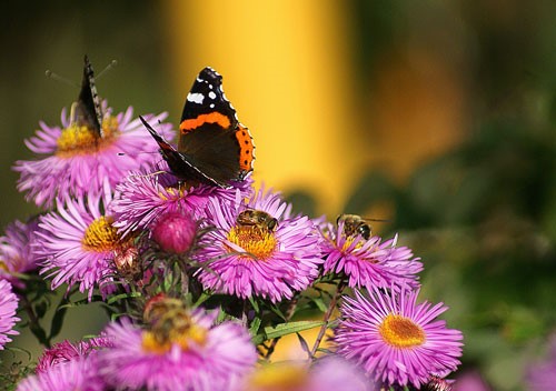 Butterfly on pink flowers