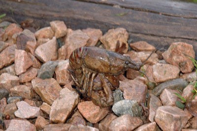 Image of a crayfish sat on some pebbles by a lake