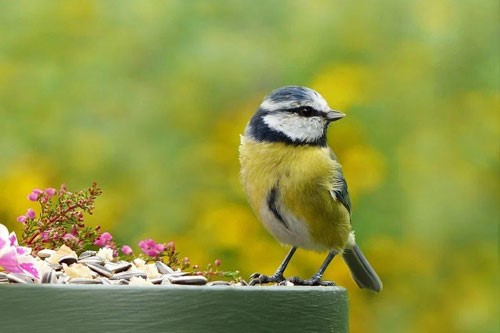 Blue Tit bird