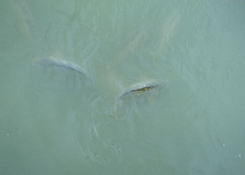Image of two carp at the surface of a lake