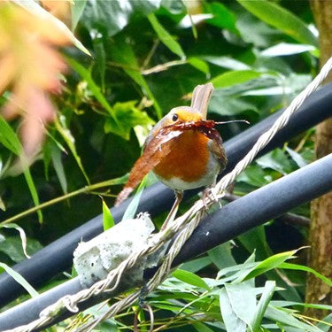 Image of a robin with a leaf in its mouth