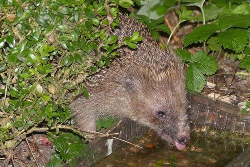 Image of a hedgehog drinking at night