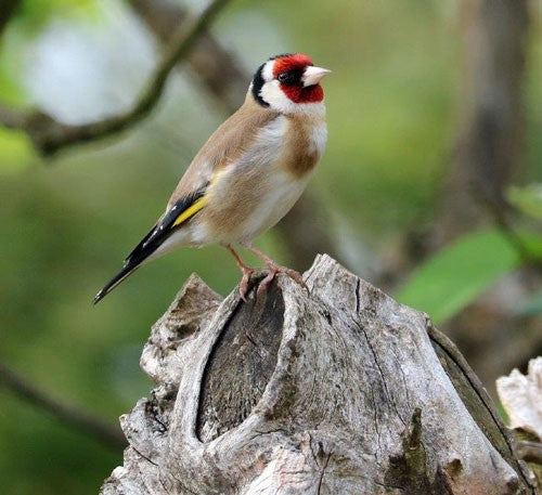 Image of a Goldfinch sat on a tree stump
