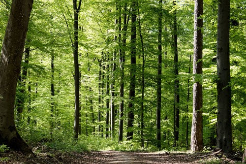 A vast expanse of trees covered the landscape.