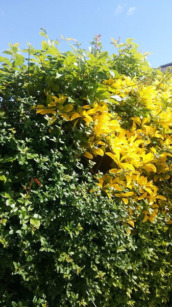 Image of a yellow privett hedge with a blue sky in the back ground